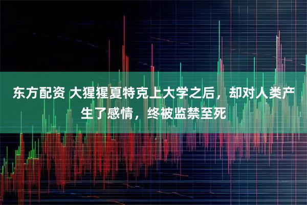 东方配资 大猩猩夏特克上大学之后，却对人类产生了感情，终被监禁至死